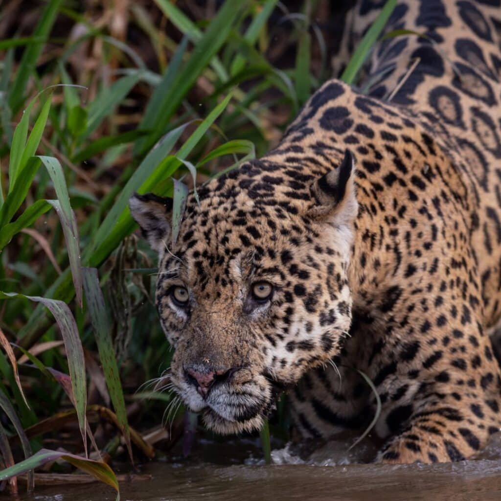 Pantanal Merola Luxury Travel 2