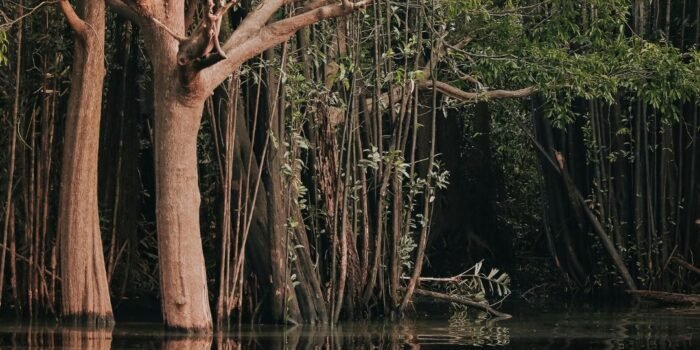 Bespoke Vacations Brazil: Crafting Your Ultimate Luxury Journey 7 bespoke travel brazil