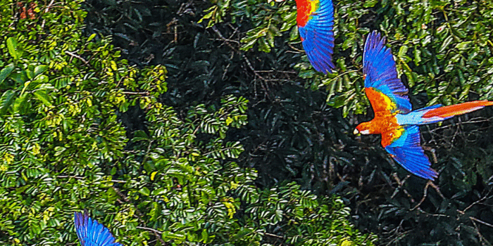 Luxury Lifestyle Management: Crafting Your Unforgettable Brazilian Journey 6 Luxury Lifestyle Management